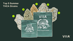 Best THCA Flower Strains Summer 2025