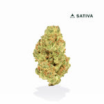 Cannabis bud with 'Sativa' label on a white background